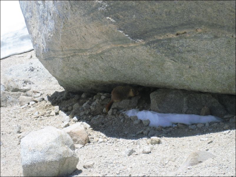 2006-05-27 Day3 (59) marmot